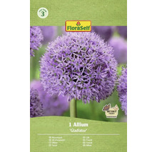 Bulb de flori ceapă decorativă Gladiator