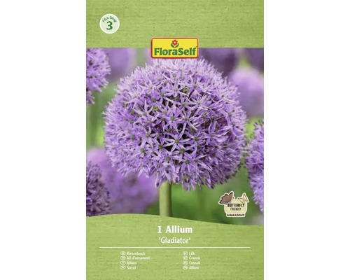 Bulb de flori FloraSelf Allium Gladiator 18/20 1 buc. Bulb de flori ceapă decorativă Gladiator