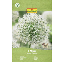 Allium Mount Everest în pachet FloraSelf