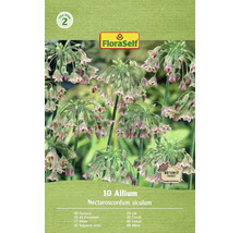 Pachet cu 10 bucăți semințe Allium Nectaroscordum siculum