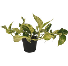 Epipremnum într-un ghiveci