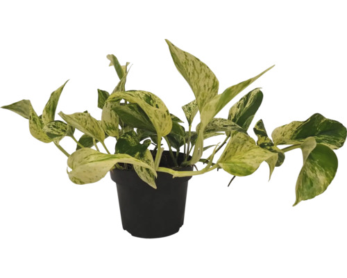 Epipremnum într-un ghiveci