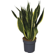 Sansevieria în ghiveci