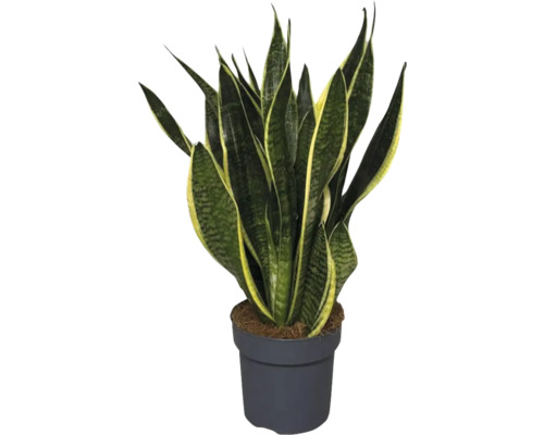 Sansevieria în ghiveci