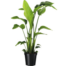 Strelitzia în ghiveci negru