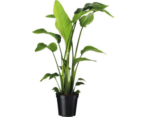 Strelitzia în ghiveci negru