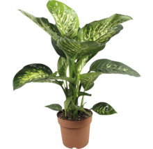 Planta Dieffenbachia în ghiveci