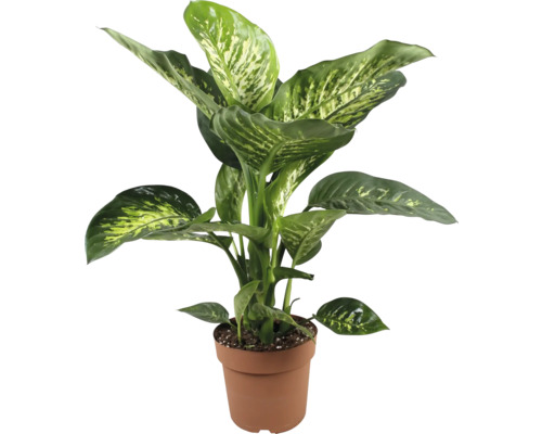 Planta Dieffenbachia în ghiveci