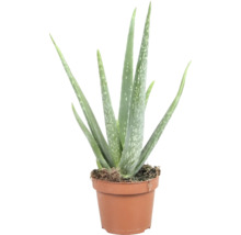 Plantă Aloe Vera în ghiveci