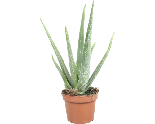 Plantă Aloe Vera în ghiveci