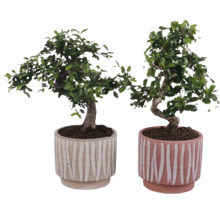 Doi bonsai în ghivece decorative