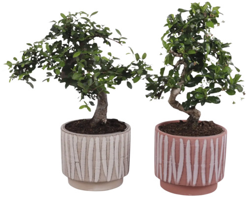 Doi bonsai în ghivece decorative
