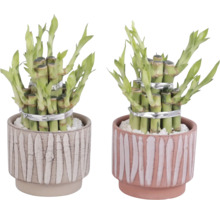 Două plante de bambus norocos în ghivece decorative