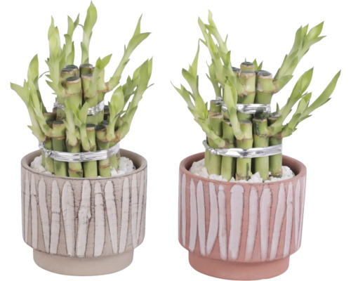 Două plante de bambus norocos în ghivece decorative