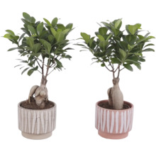 Două plante Ficus Ginseng în ghivece cu model în dungi