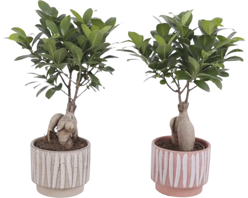 Două plante Ficus Ginseng în ghivece cu model în dungi