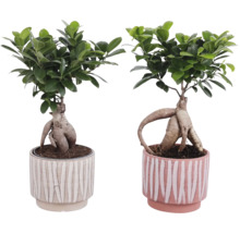 Doi ficuși bonsai în ghivece