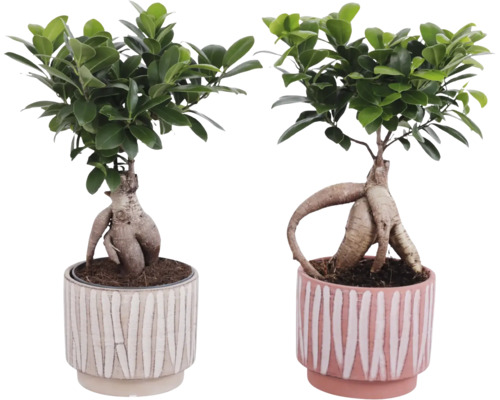 Doi ficuși bonsai în ghivece