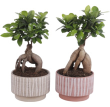 Două plante bonsai Ficus Ginseng în ghivece decorative