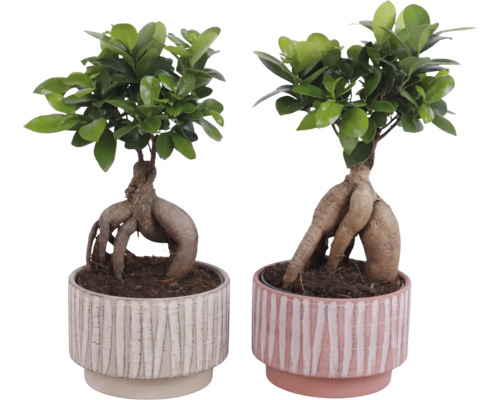 Două plante bonsai Ficus Ginseng în ghivece decorative