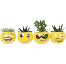 Patru suculente în ghivece galbene cu fețe emoji
