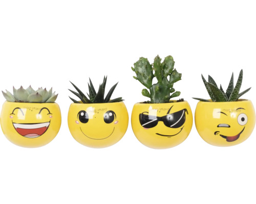 Patru suculente în ghivece galbene cu fețe emoji