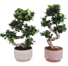 Doi bonsai în ghivece decorative