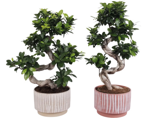 Doi bonsai în ghivece decorative