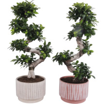 Doi ficuși bonsai în ghivece cu design canelat