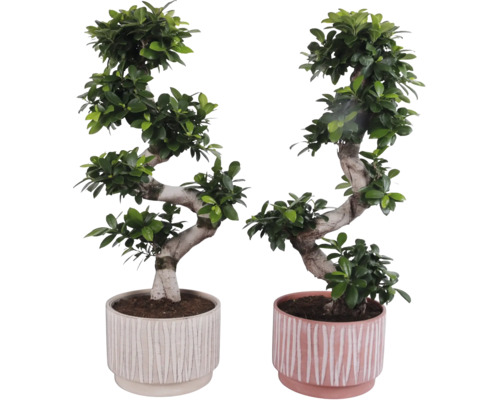 Doi ficuși bonsai în ghivece cu design canelat