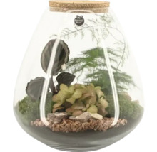 Terariu cu plante în recipient de sticlă cu dop de plută