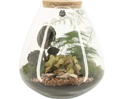 Terariu cu plante în recipient de sticlă cu dop de plută