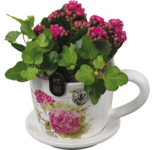 Kalanchoe într-o ceașcă cu farfurioară