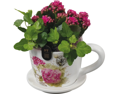 Kalanchoe într-o ceașcă cu farfurioară