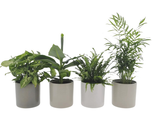 Patru plante de interior în ghivece