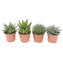 Diverse plante de aloe în ghivece