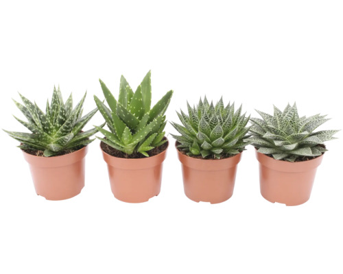 Diverse plante de aloe în ghivece