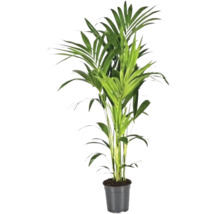 Planta de interior palmier Areca în ghiveci