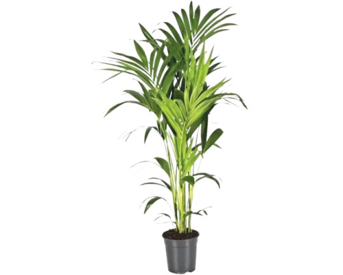 Planta de interior palmier Areca în ghiveci