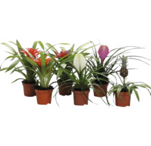 Mai multe bromelii în ghivece cu inflorescențe de diferite culori și o plantă de ananas