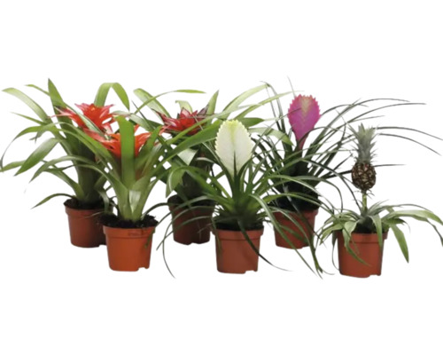 Mai multe bromelii în ghivece cu inflorescențe de diferite culori și o plantă de ananas