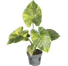 Planta de interior Alocasia în ghiveci din plastic reciclat