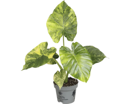 Planta de interior Alocasia în ghiveci din plastic reciclat