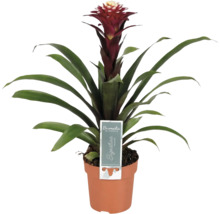 Bromelia plantă de interior în ghiveci cu floare roșie