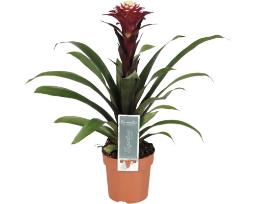 Bromelia plantă de interior în ghiveci cu floare roșie