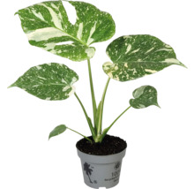 Plantă de interior Monstera în ghiveci