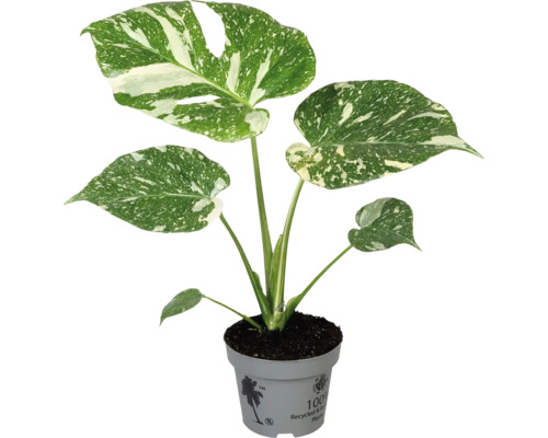 Plantă de interior Monstera în ghiveci