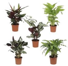 Cinci plante Calathea în ghivece