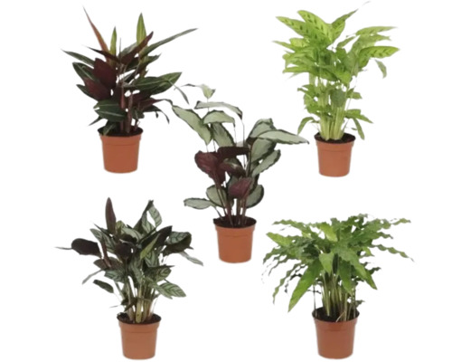 Cinci plante Calathea în ghivece