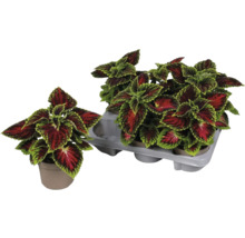 Plante Coleus în ghivece și suport